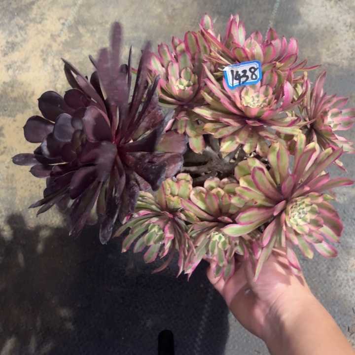 阴阳掐心丛林朵1438