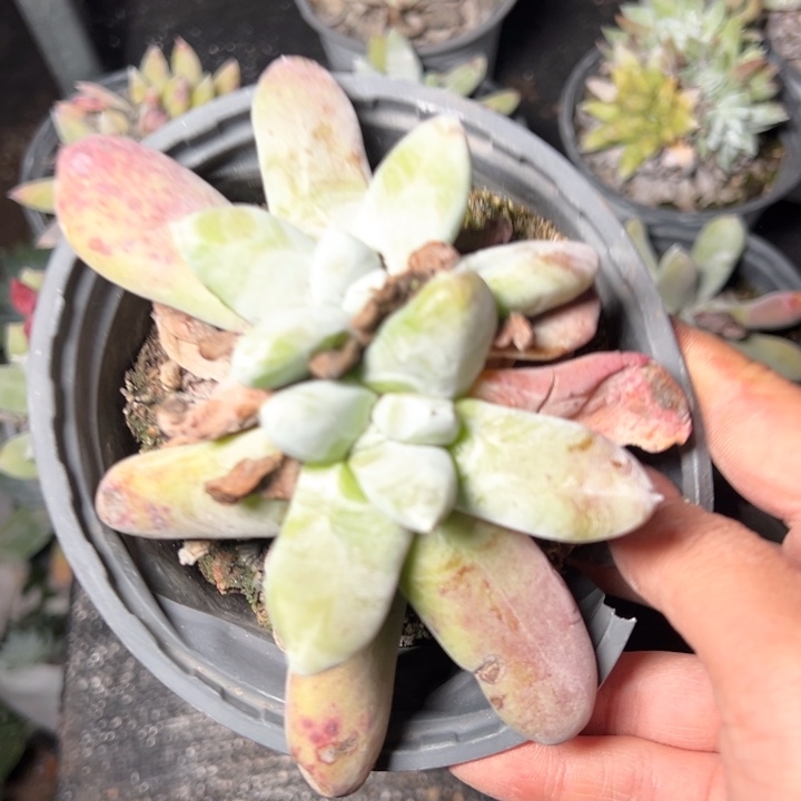 596拇指哈哈哈哈哈哈