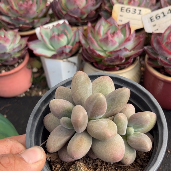 糖果美人石化惊鸿一瞥多肉植物