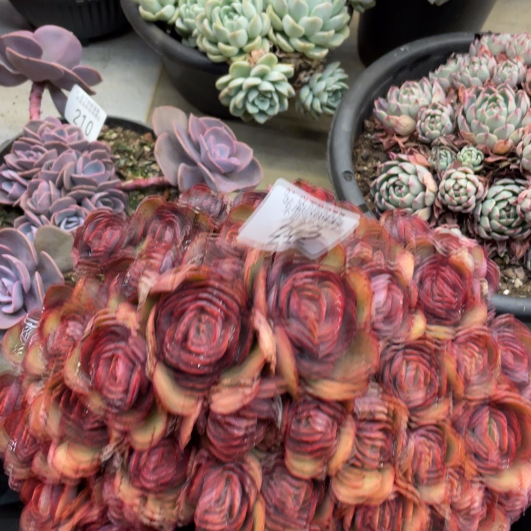 黑大帅多肉212秀妍