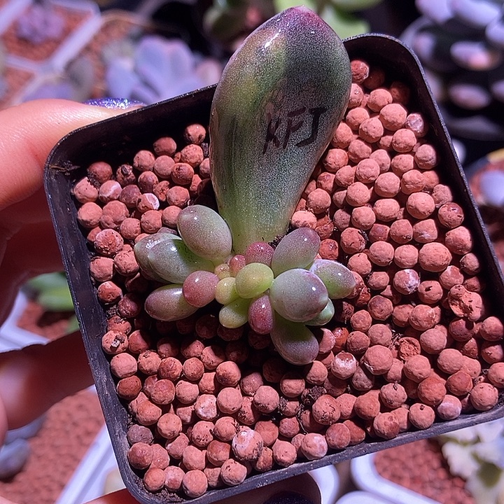 加菲猫锦多肉植物