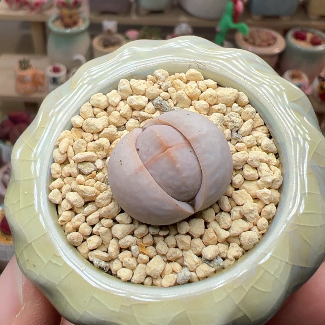 多肉植物102号高尔夫