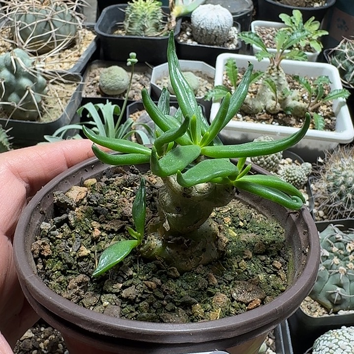 123万物想带盆发货