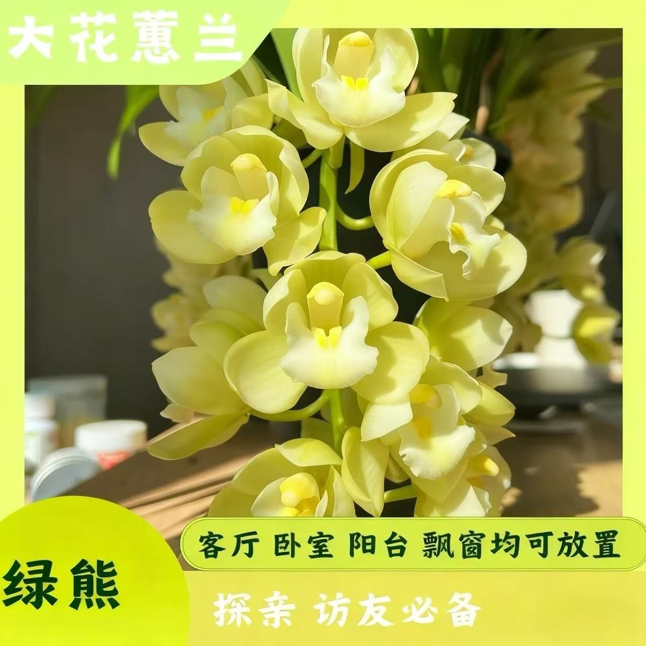 【绿熊 】5花剑起发 桌面款栽种好带花苞发货花期长