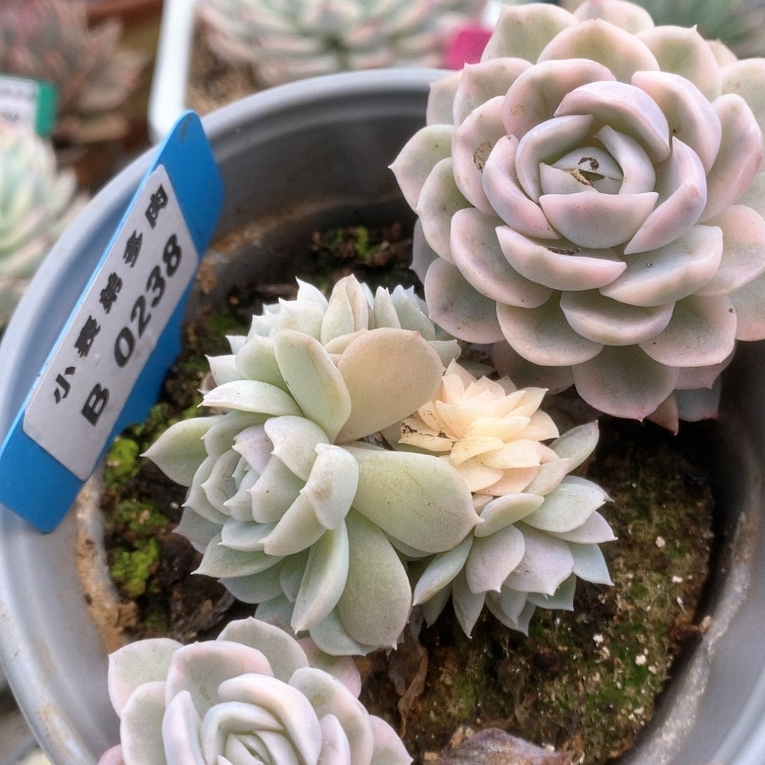 238雪球锦锦锦锦锦锦锦