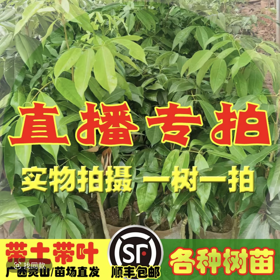 荔枝树苗（一树一拍）他家的荔枝很好