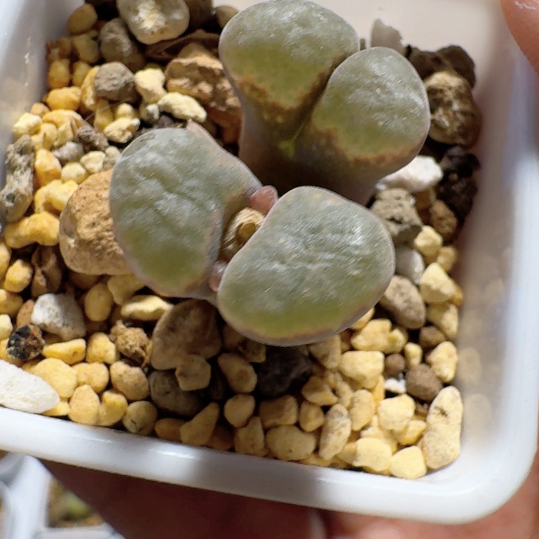 脱土发货............