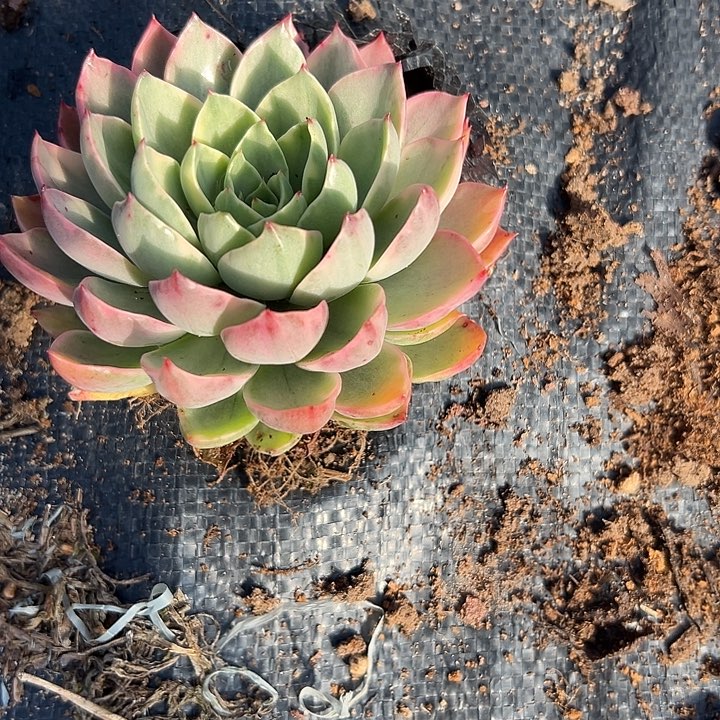 哈密瓜锦好看好养