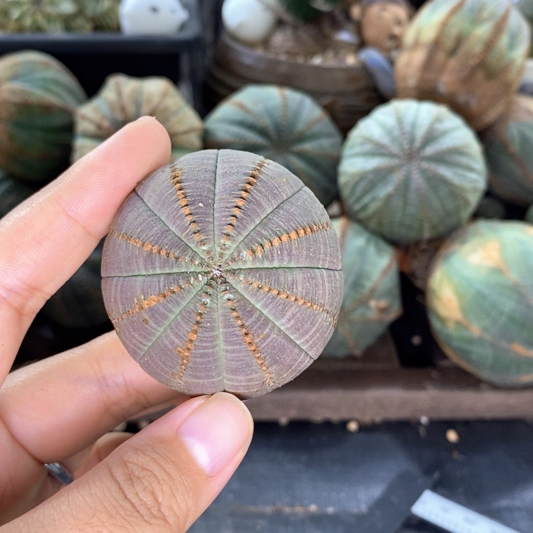 欧系实生布纹球 一物一拍