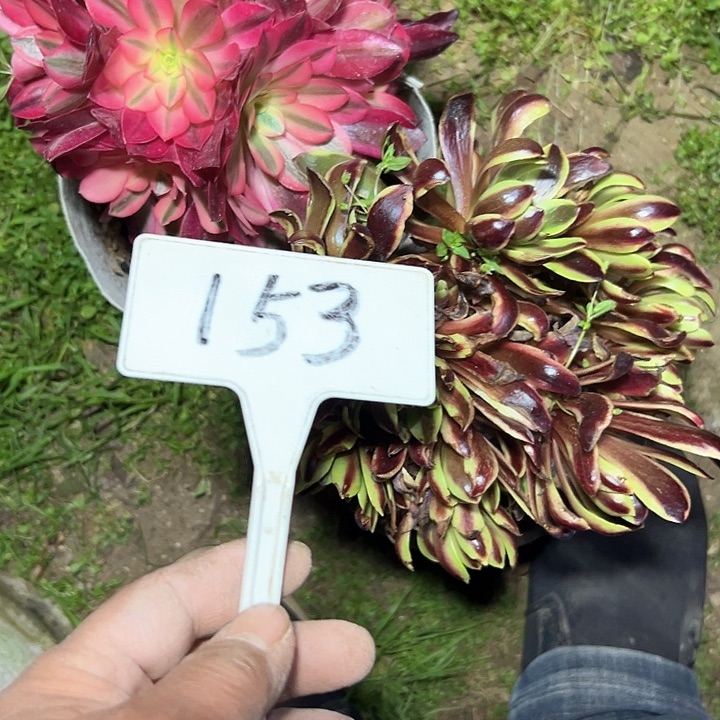 聪*多肉植物组合2种
