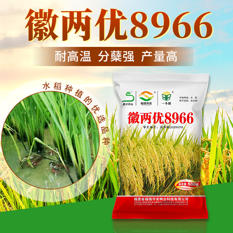 【国审正品】徽两优8966水稻种子厂家直销高产稳产分蘖多 抗性好 