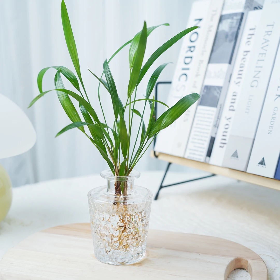 水培棕竹室内绿植盆栽耐阴好养四季翠绿适合客厅办公室