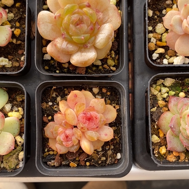 白恋红恋 111111.29