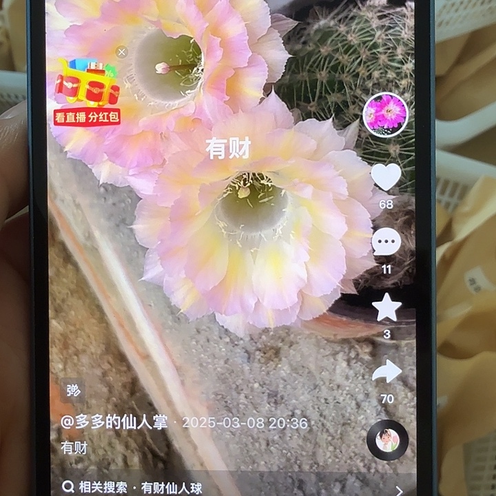 清库存彩草侧芽歪有财小