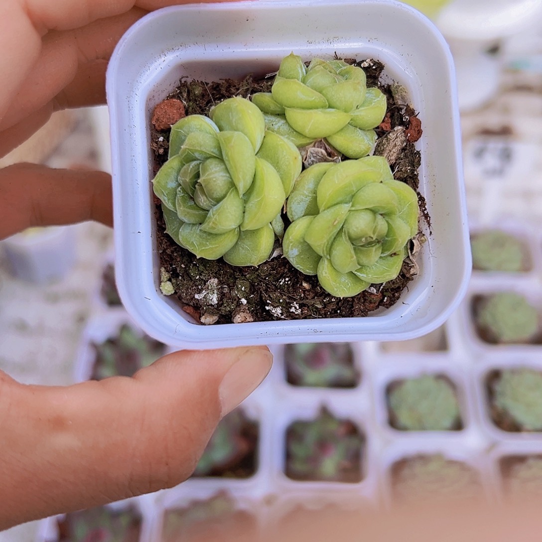 胖虎群多肉带盆带土