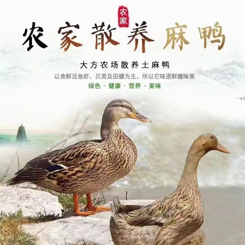 宠物鸭绿壳蛋鸭包邮到家