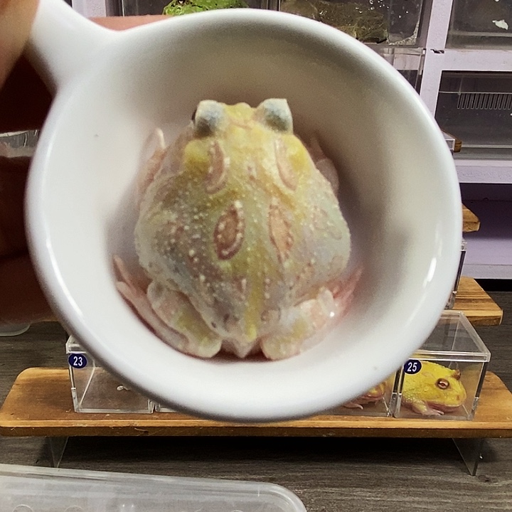 角蛙484号特价白色变异角蛙