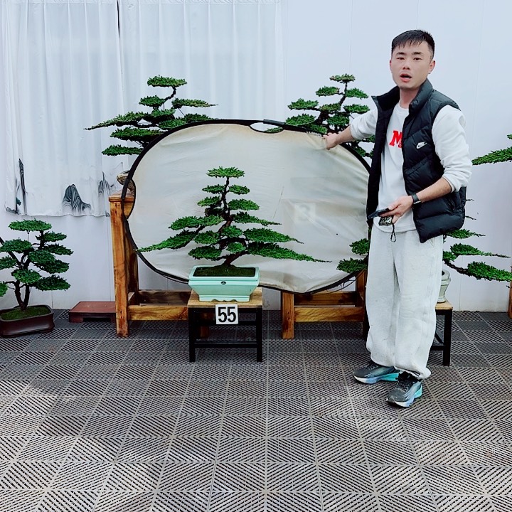 无花朵松柏盆景，一物一拍