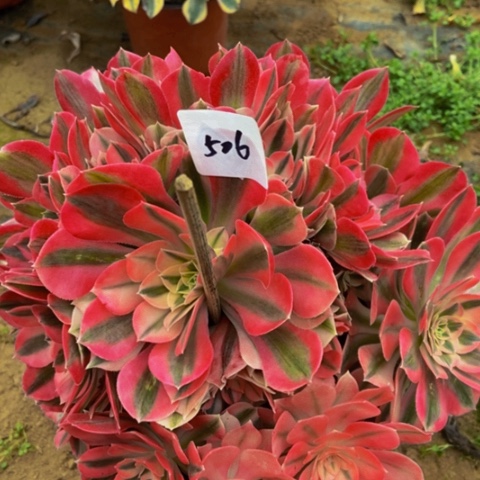 粉女巫多肉植物506多肉