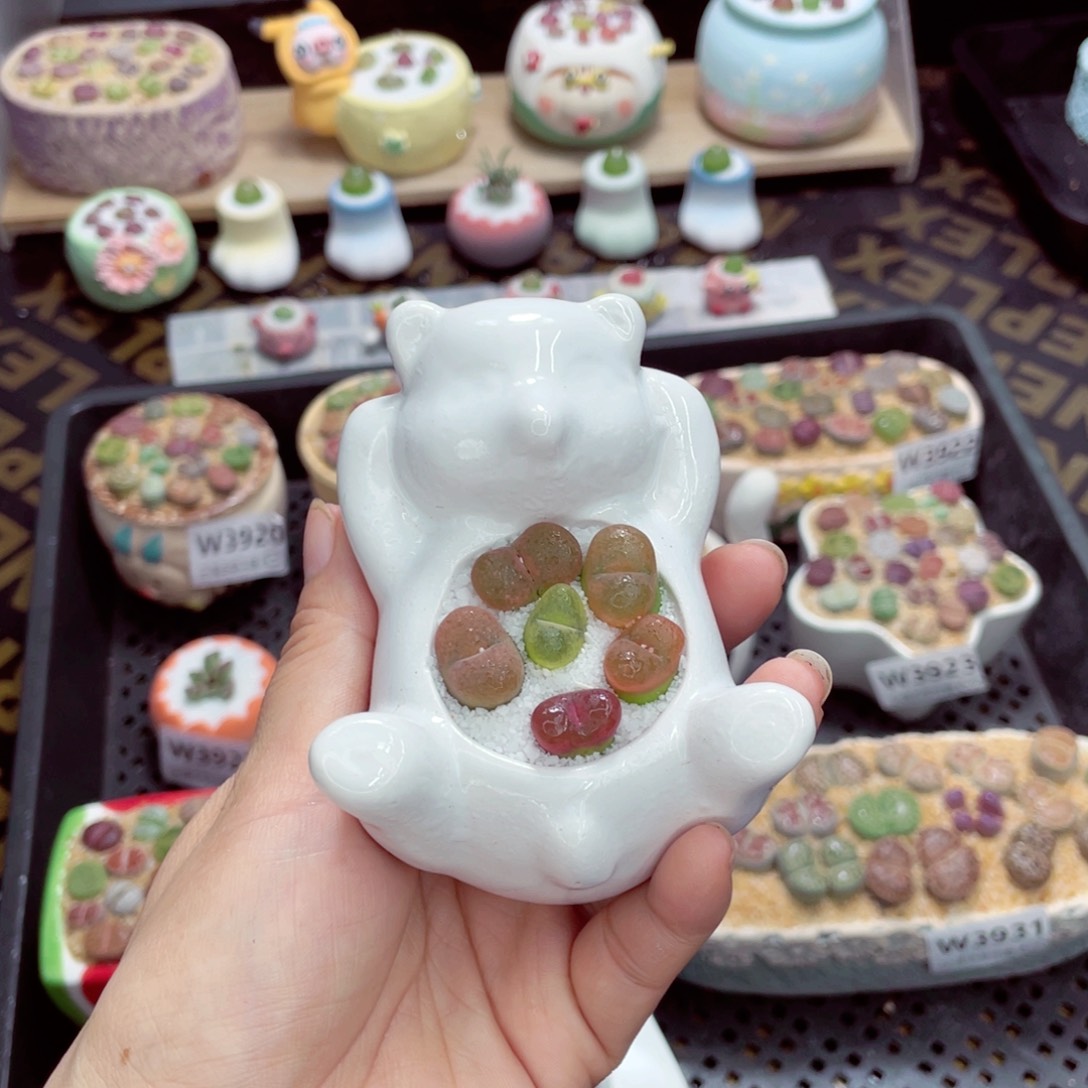 w3933 带盆土发货一物一拍