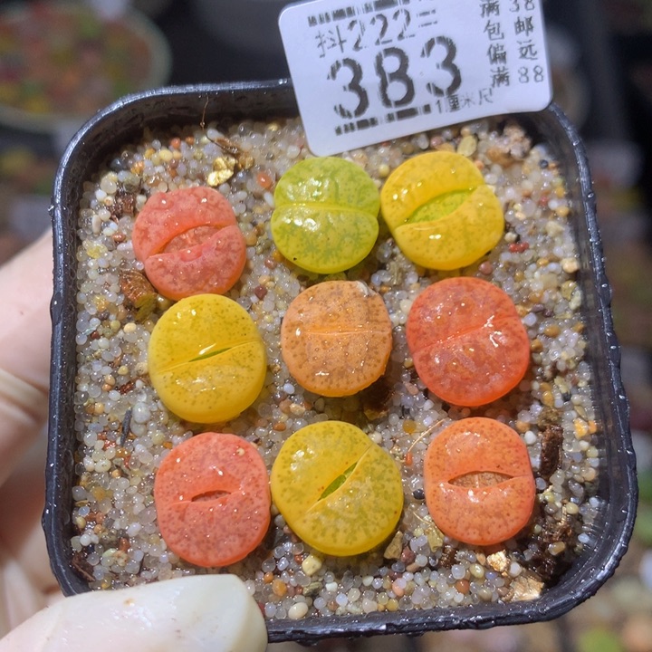 精品生石花222.383
