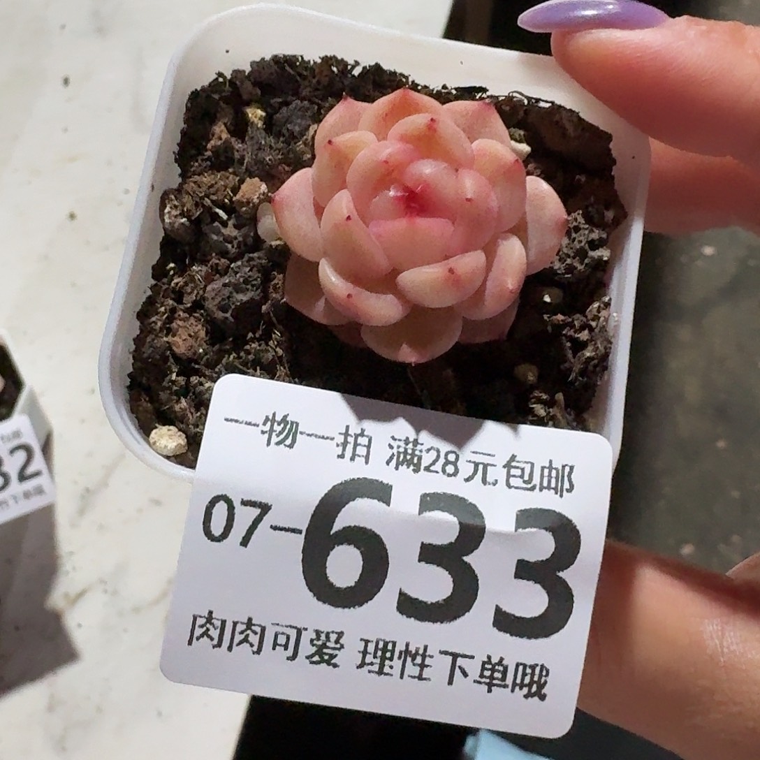 蜜桃甜心无盆无发货无