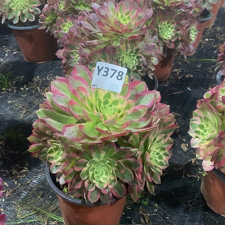 杏****?海王378。              