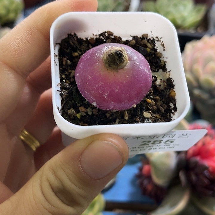 285灯泡多肉植物哇啦塞，