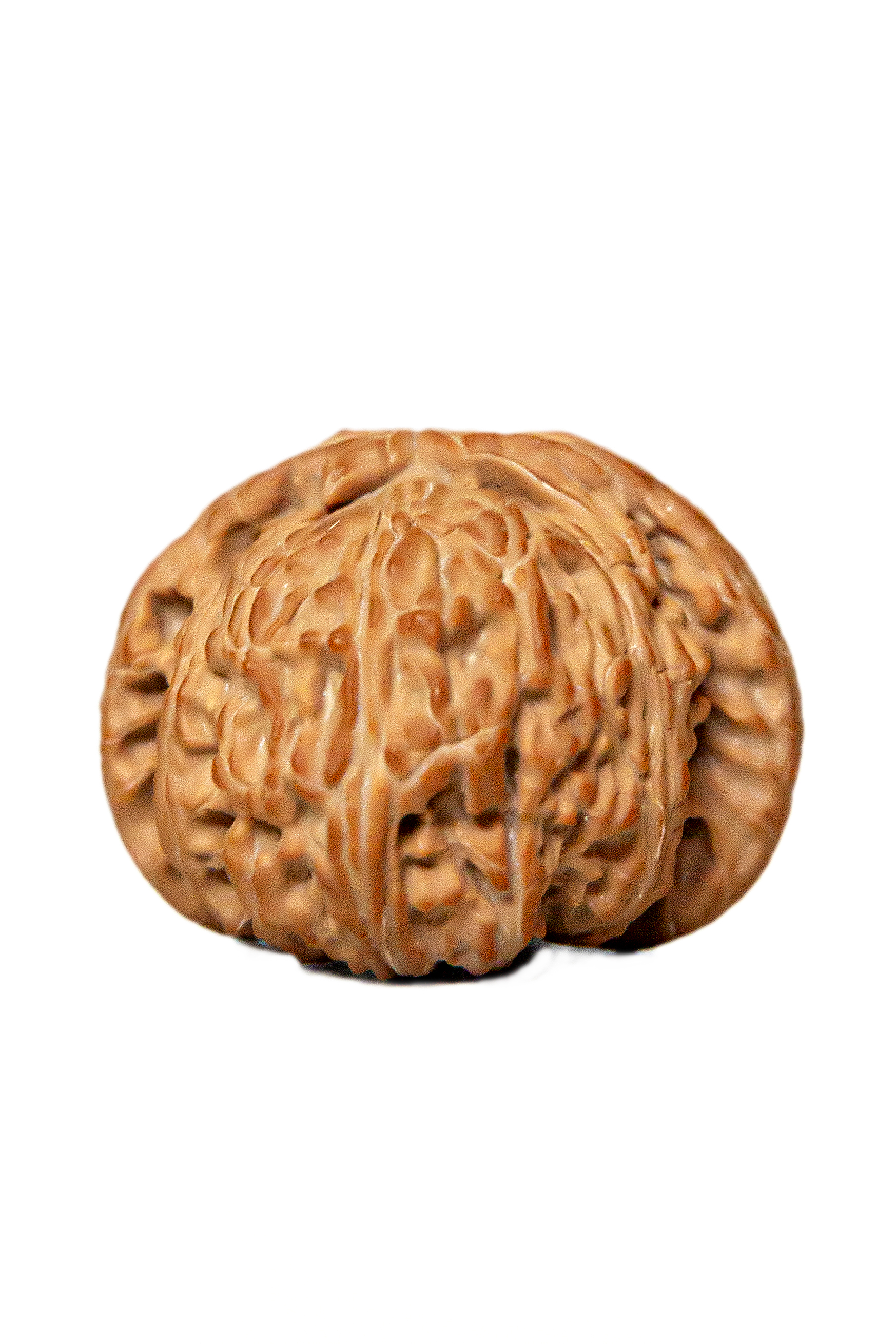 盘山三棱 不保几个三棱 鲜果带皮尺寸47-49 一箱12个 不退不换