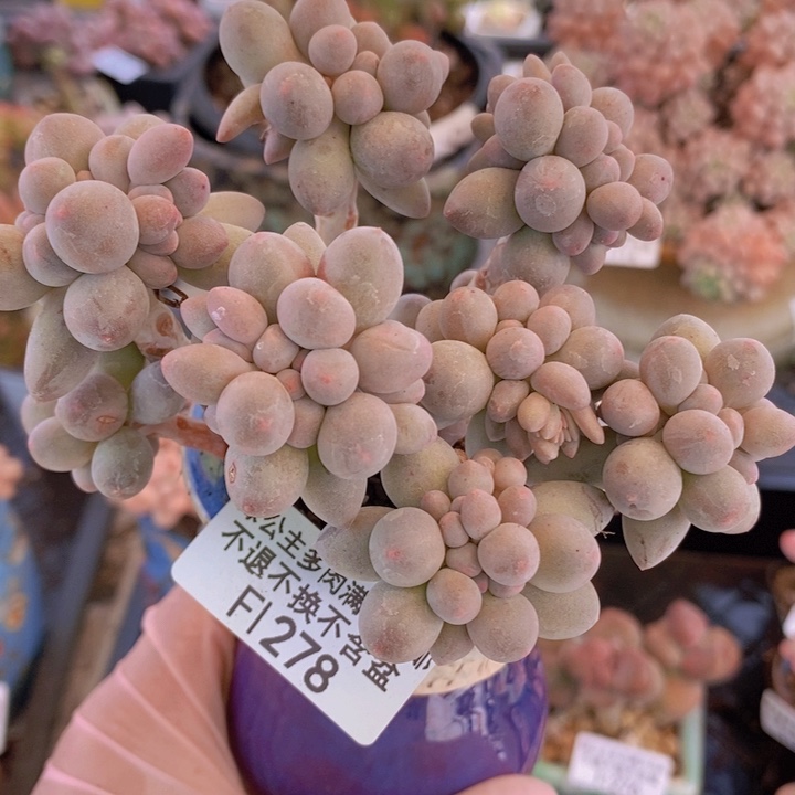 香水手指奶9cm278多肉植物