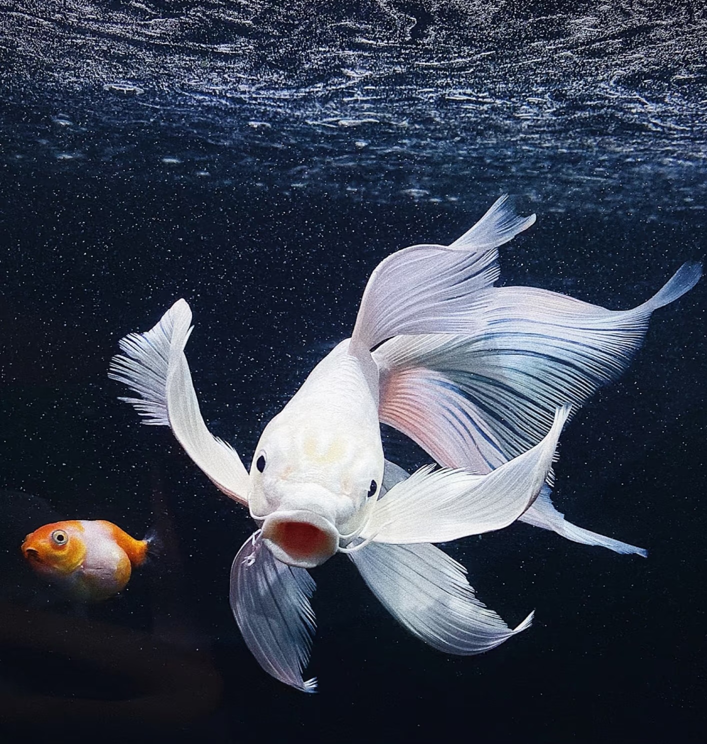 16-20公分普身蝴蝶鲤精品赛级狮子头石膏白大鳍大尾贵妃混养顺丰