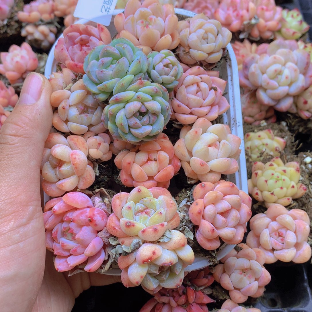 我要去看你了啊010