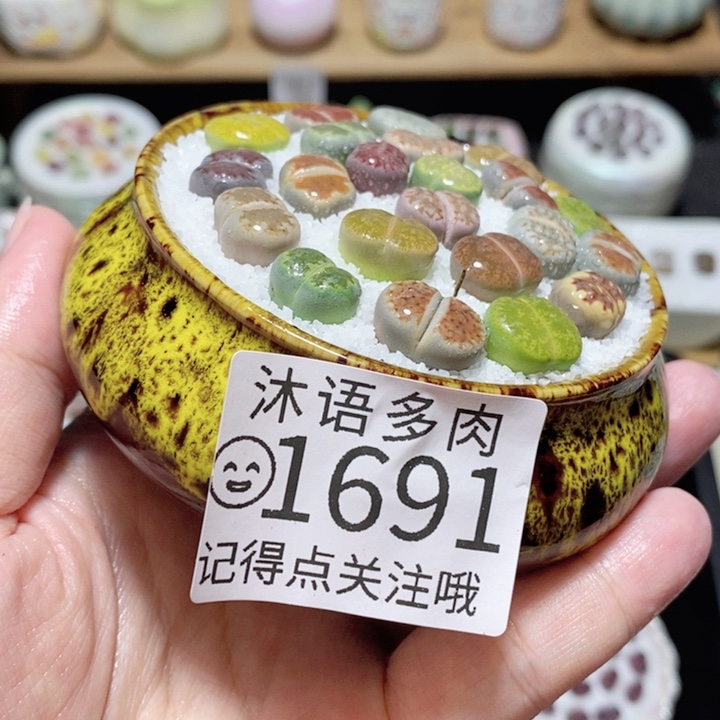 精美盆栽 一物一拍 1691