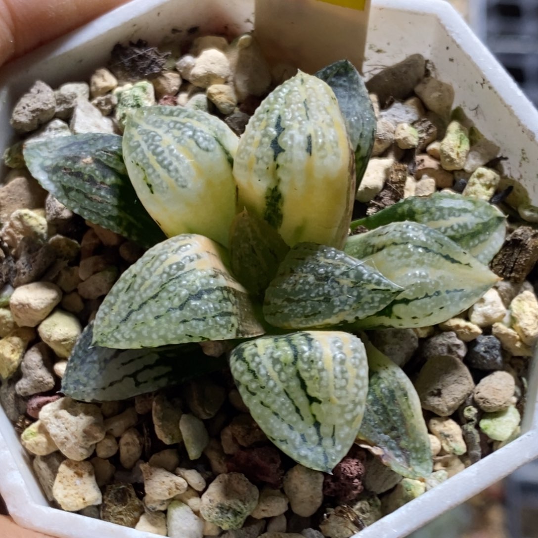 512号潘多拉锦发财