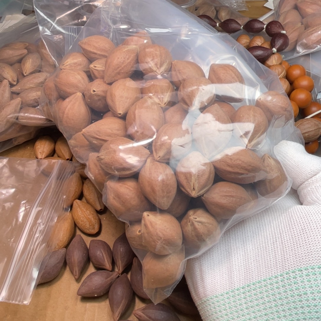 大***告橄榄核手串/手链1