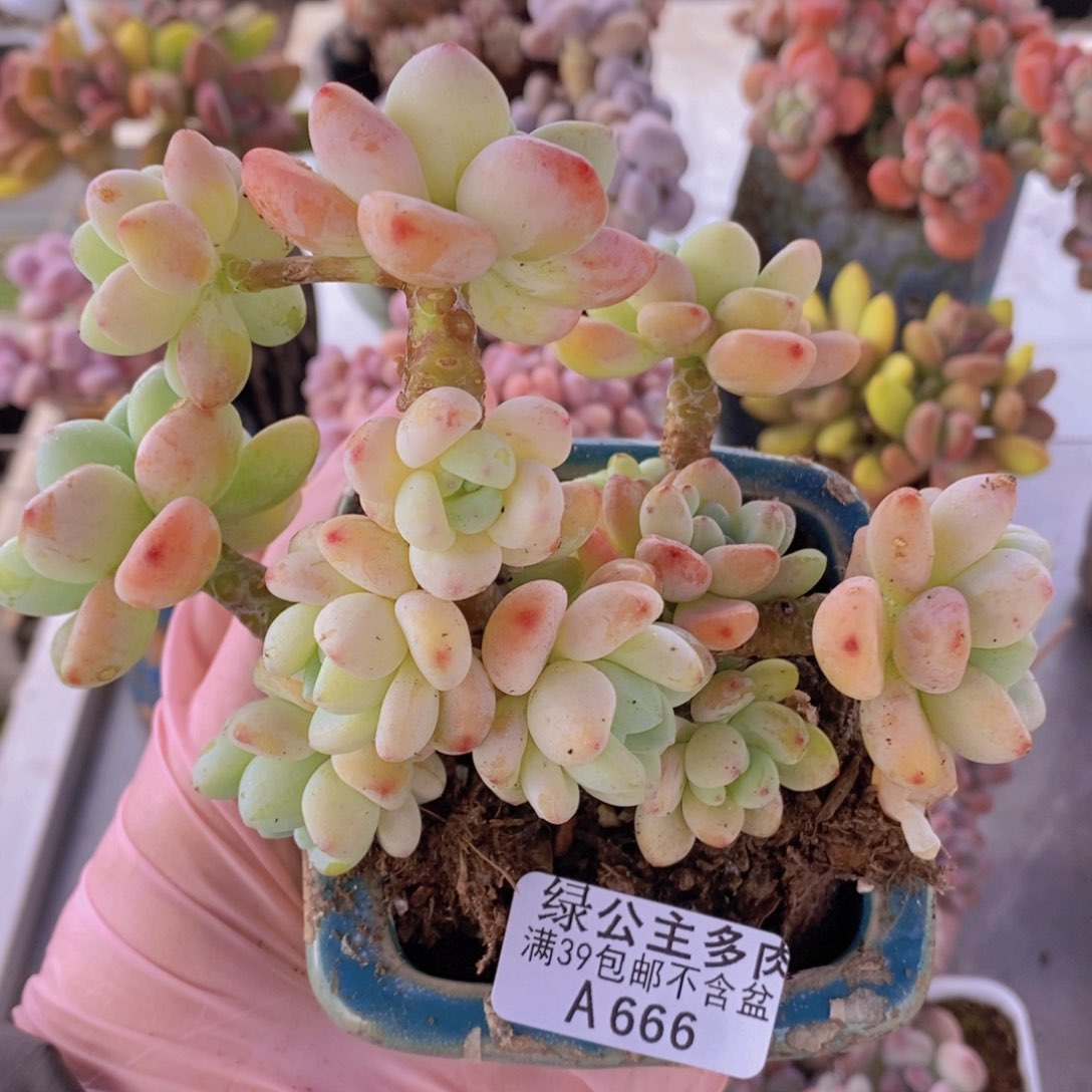 樱花罗琦老桩12cm666多肉植物