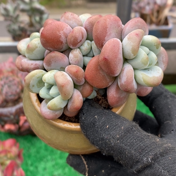 红洛神整无砍多肉