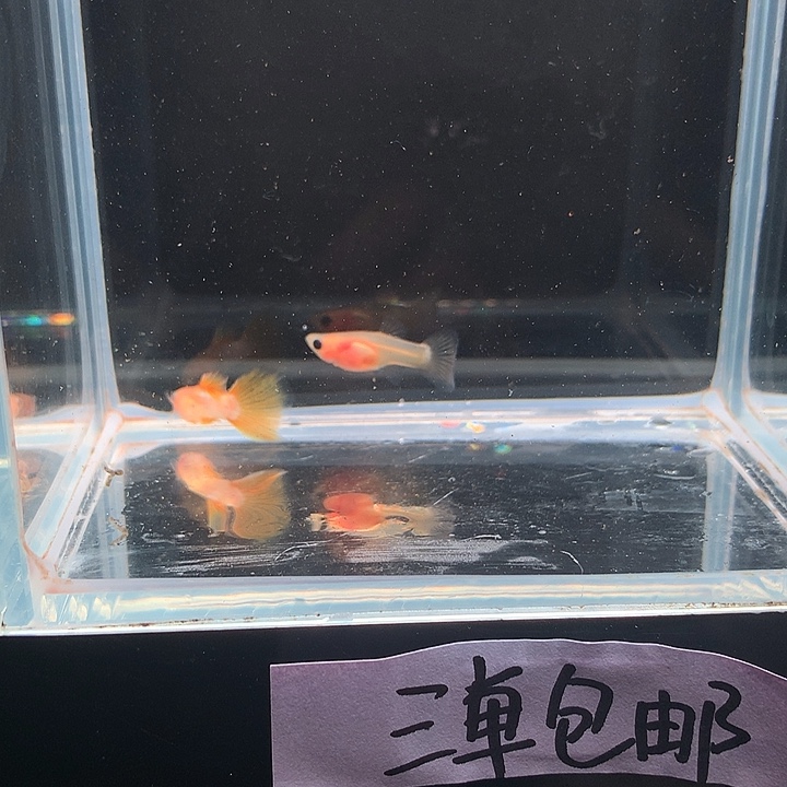 孔雀鱼粉猫幻彩一对