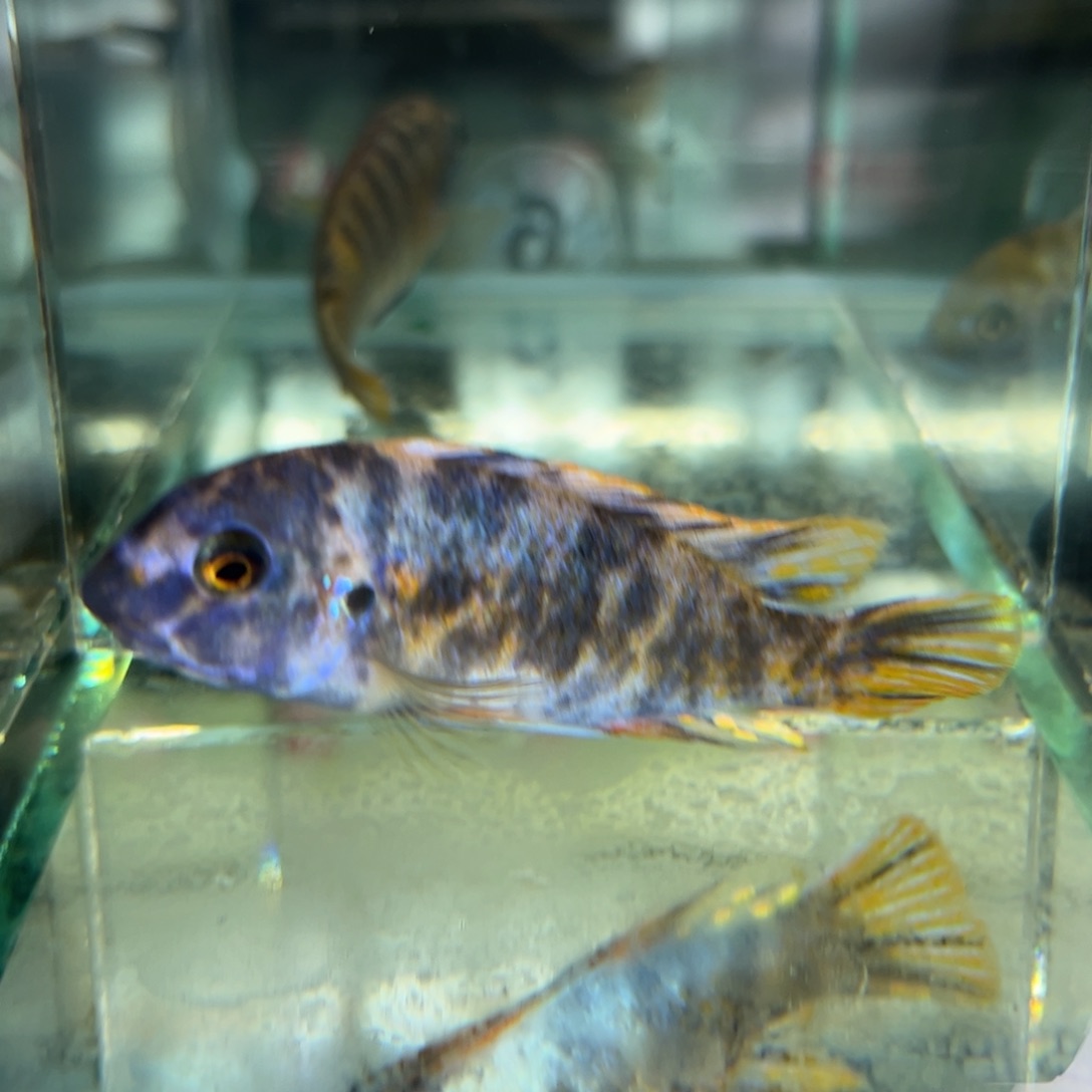 一***风海水鱼5条鱼套餐专拍