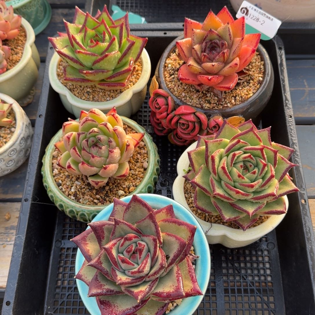 从前慢多肉精选编号1228.2