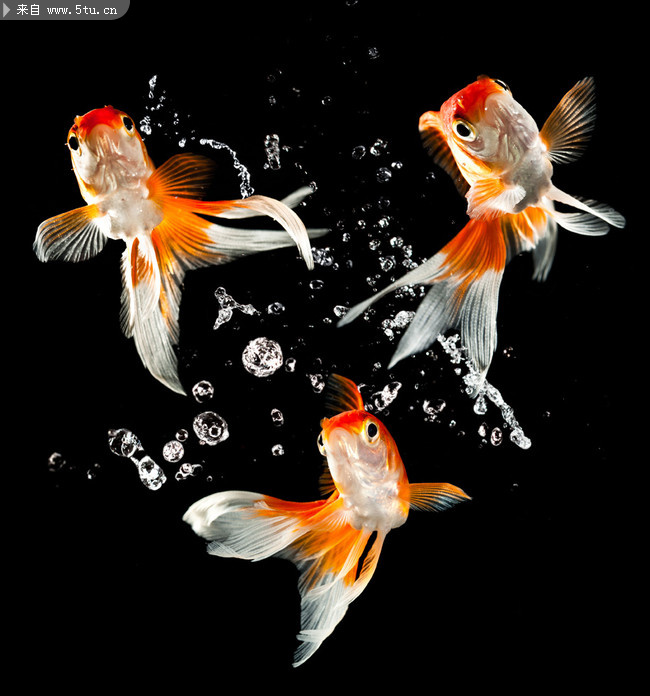 金鱼浮力耐活淡水鱼5