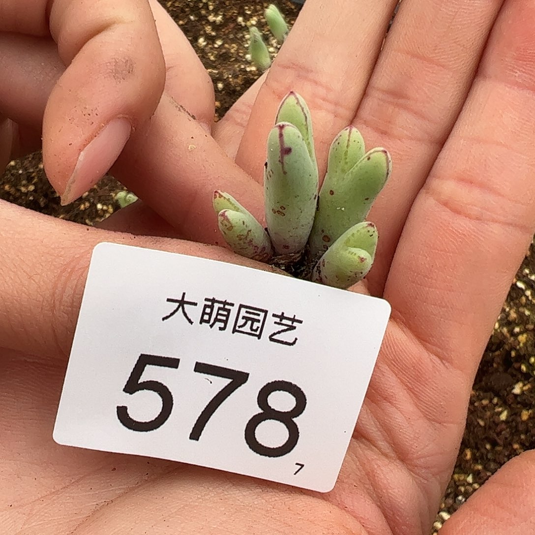 0000578 一物一拍……