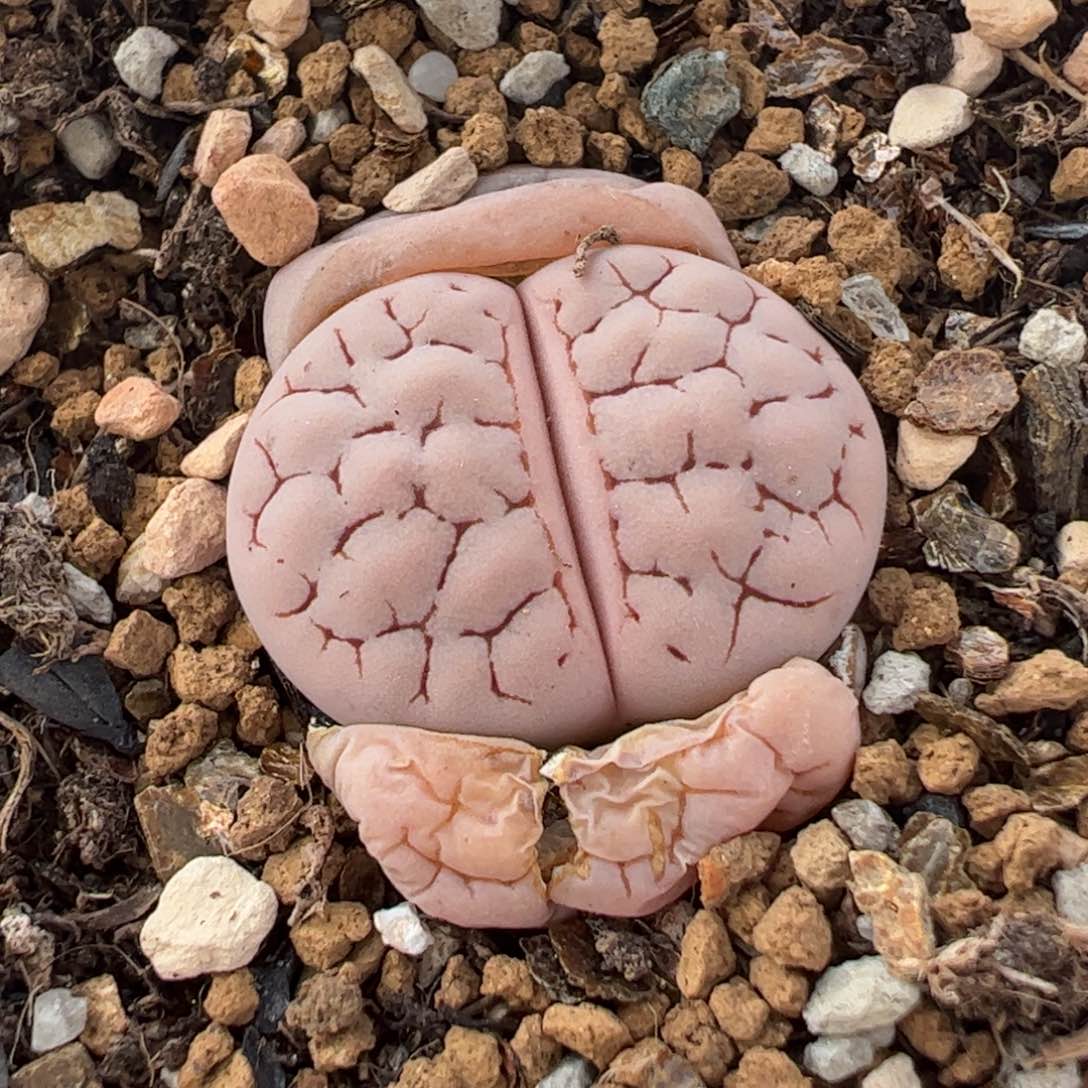 963多肉植物百科