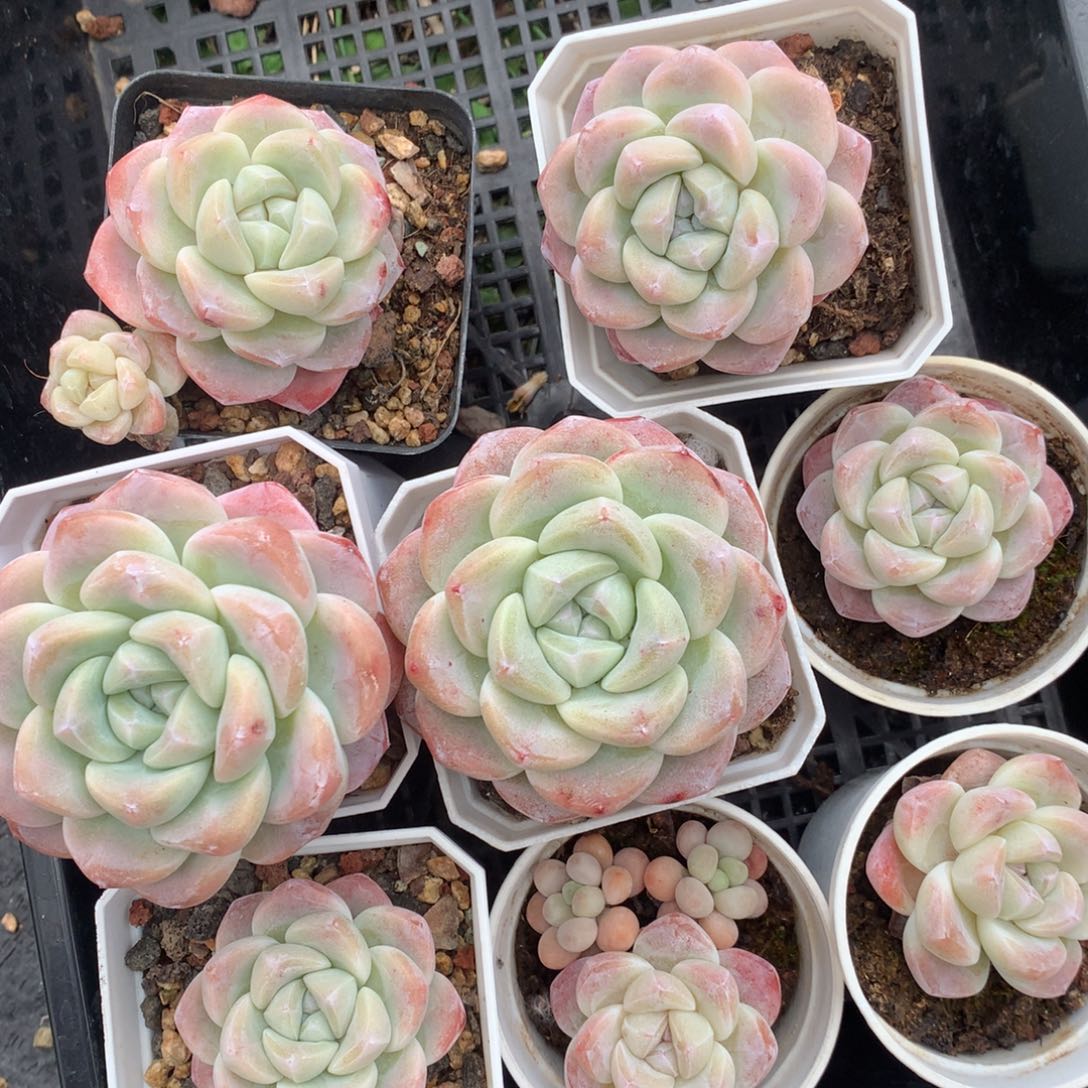 冰玉8颗0213-36 优选