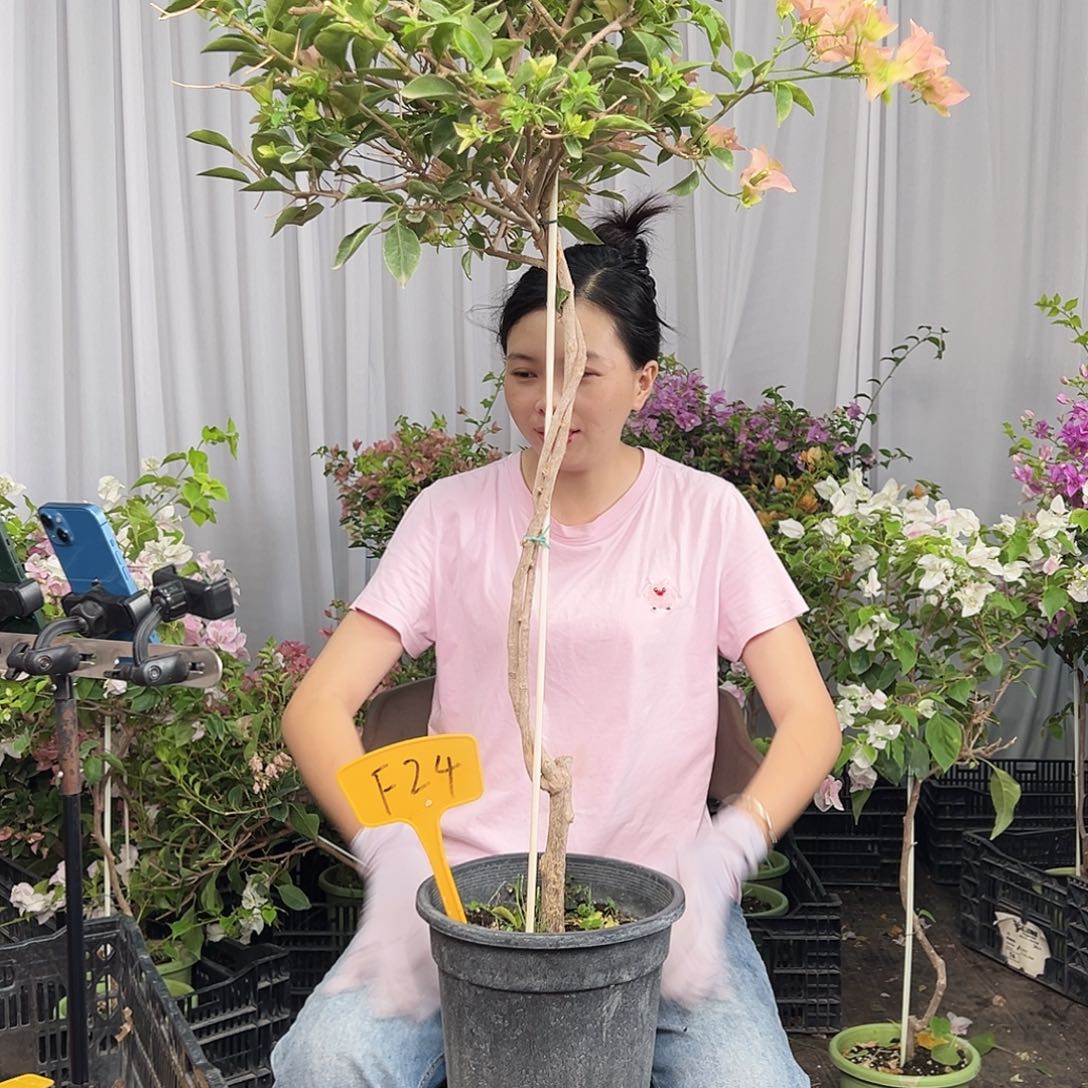 F***a当前无花栽培后可以开花F24卡亚塔