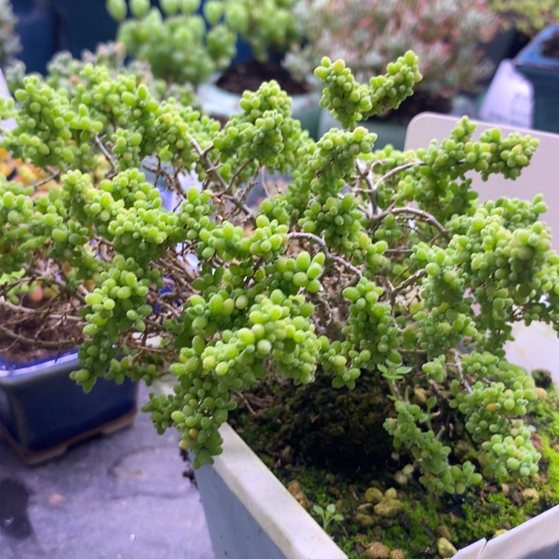 .****.762小小米。     