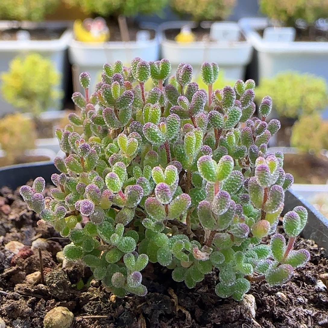 跳跳糖，糖球变异个体