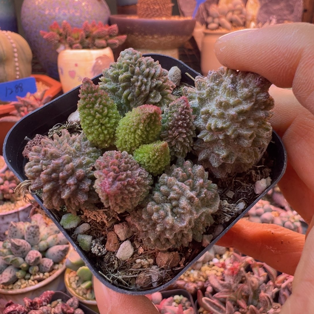 翡***加保温箱……我们要的就是