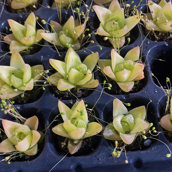 小黄金玉露1元带土发