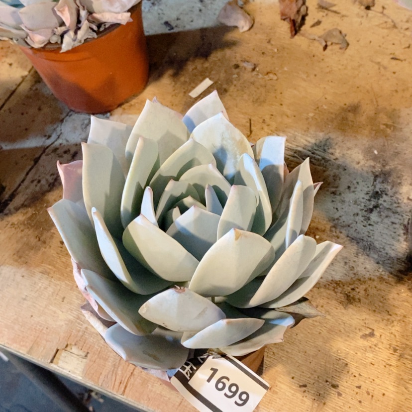 【闪购商品】白莲1699